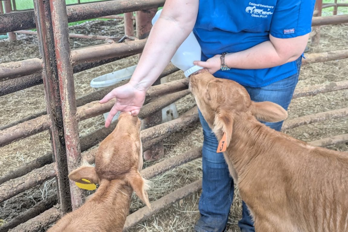 A person in a blue Caldwell Veterinary Clinic scrub top bottle-feeds two light-brown calves through a metal pipe fence.