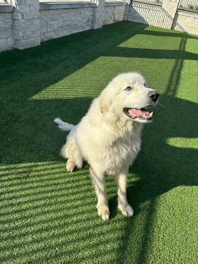Brutus, a Great Pyrenees