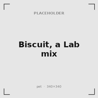 Biscuit, a Lab mix