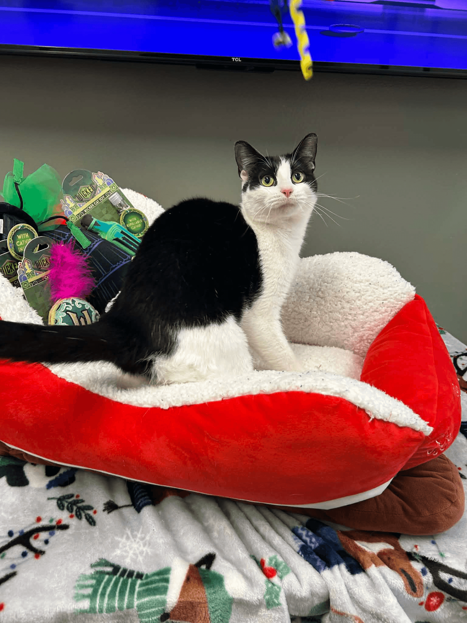 Adoptable cats at Deer Park Animal Shelter