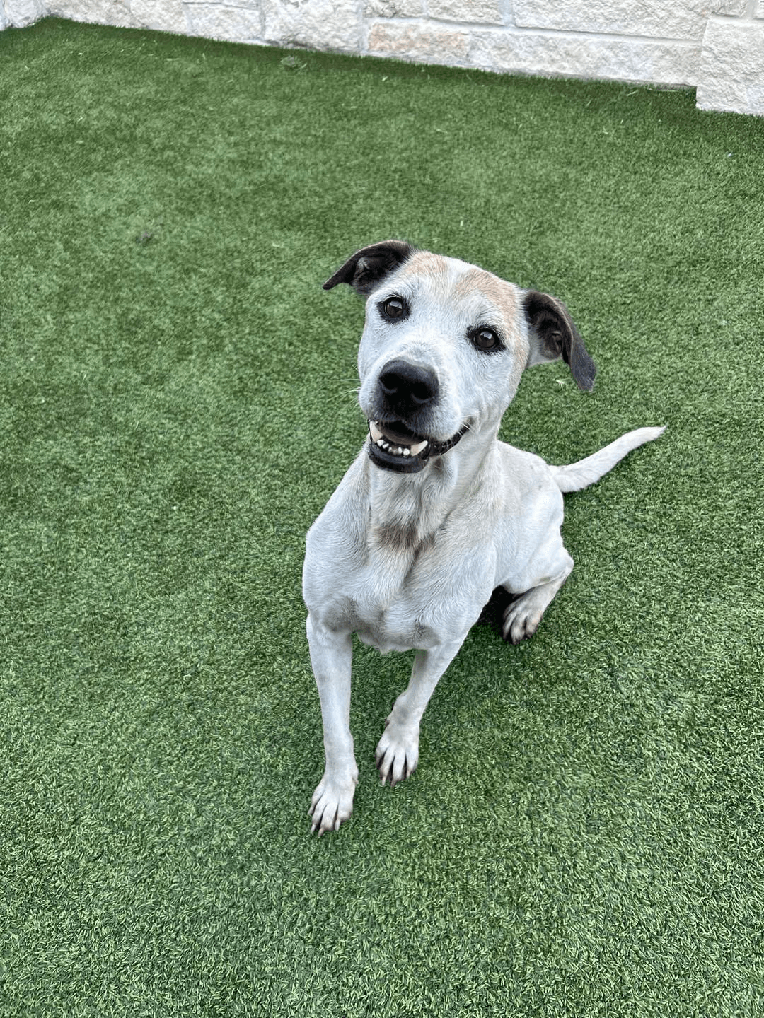 Sinor, a rescued dog at Deer Park Animal Shelter