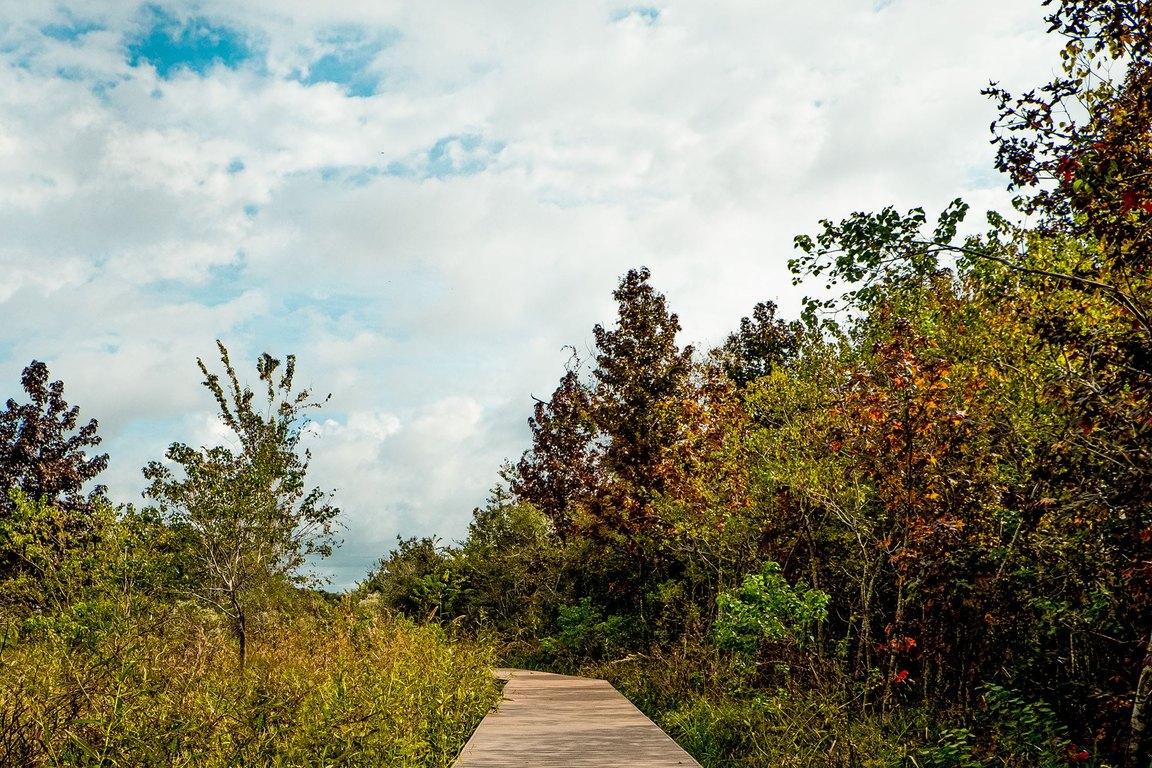 A wooden boardwalk winds through tall grasses and autumn-colored trees under a cloudy sky.