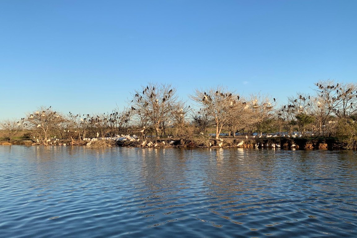 A small wooded island across calm blue water at the John Hargrove Environmental Complex.