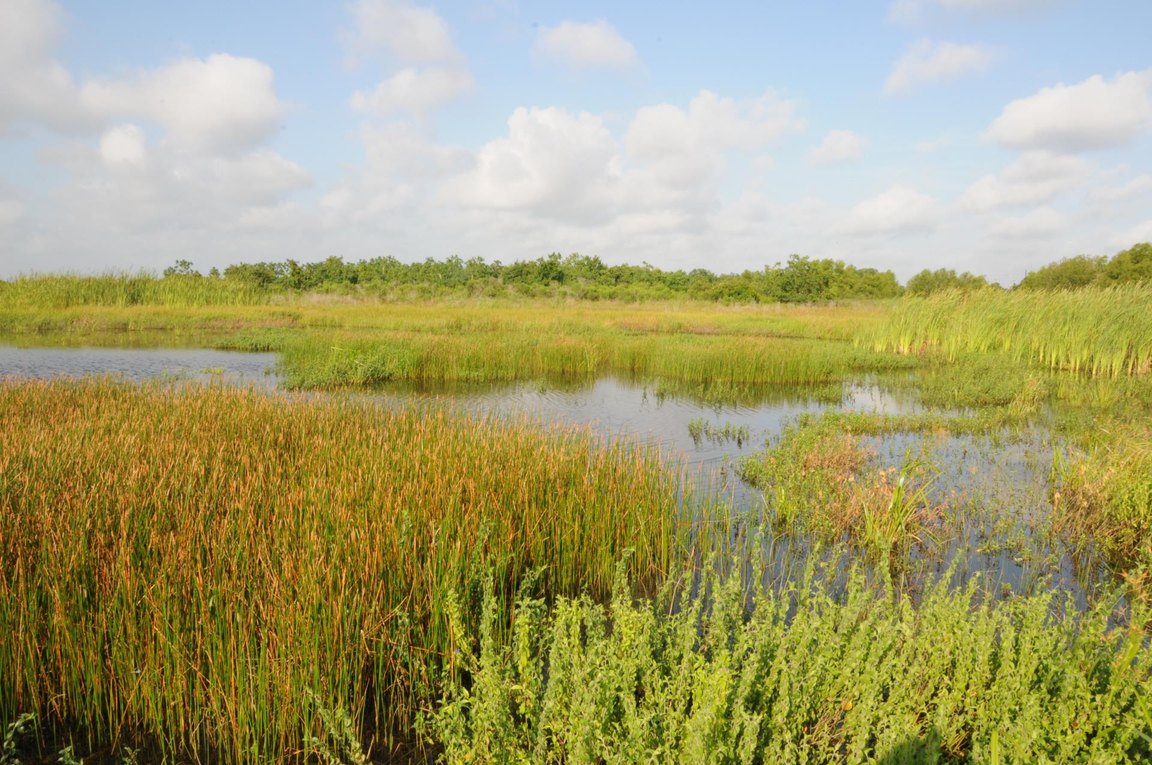 Tall marsh grasses around shallow water in the wetlands along the Shadow Creek nature trail.