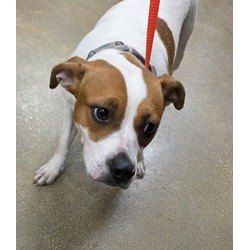 Lima, a young white-and-brown terrier mix, at the La Porte shelter