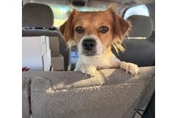 Biscuit