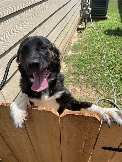 Willow, a black-and-white Labrador mix, smiling over a fence