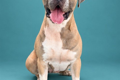 Count Barkula, a gray and white Mastiff mix sitting against a teal backdrop