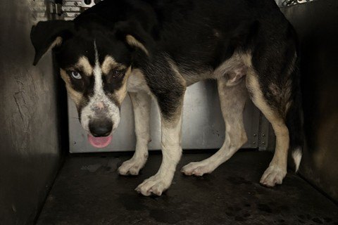 Spooky, a black and tan Australian Cattle Dog and Alaskan Husky mix standing in a kennel with his tongue out