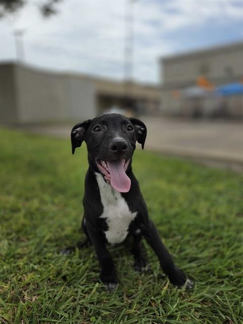 Blinky, a black-and-white Labrador puppy sitting in the grass