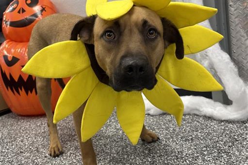 Deacon, a tan Black Mouth Cur mix, wearing a yellow sunflower collar