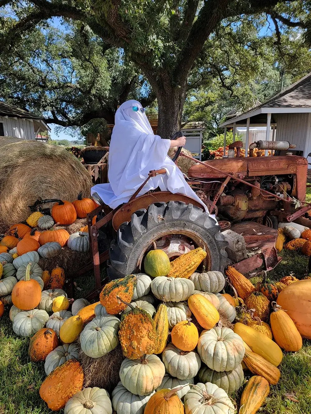 A person in a white ghost sheet and sunglasses sits at the wheel of an old red tractor, surrounded by a pile of pumpkins and gourds under a large oak tree