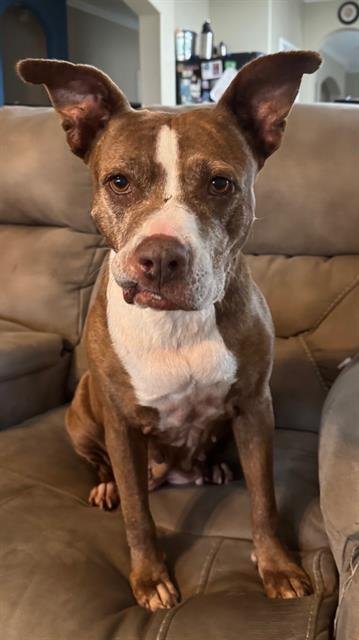 Lorna, a brown dog with a white stripe down her face and a white chest, sitting upright on a couch with her ears raised