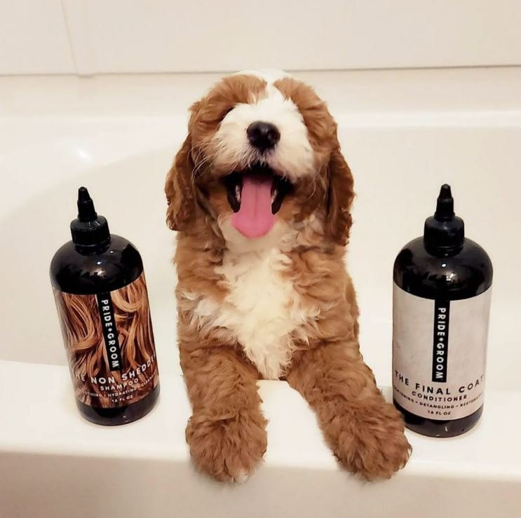A fluffy red-and-white puppy peeks over the edge of a bathtub between two bottles of dog shampoo and conditioner